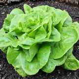Silken Butter Lettuce Seeds - Fast-Growing, Buttery Texture & Sweet Flavor