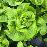 Silken Butter Lettuce Seeds - Fast-Growing, Buttery Texture & Sweet Flavor