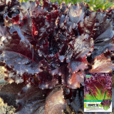 Crimson Wrap Lettuce Seeds - Korean BBQ Lettuce, Purple Red Leaves, Gourmet Salad, Extended Freshness