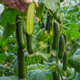 Flavor Supreme Fruit Cucumber Seeds - Spineless, High Yield, Early Maturing, Strong Disease Resistance