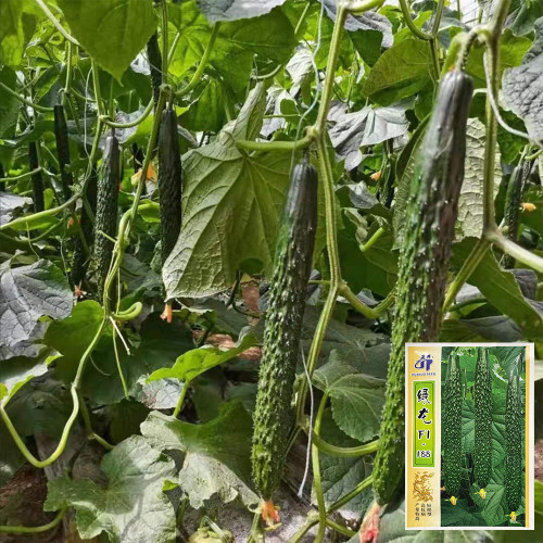 ‘Green Dragon F1 · 188’ Cucumber Seeds - High Yield Hybrid for Greenhouse & Open Field