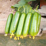 Flavor Supreme Fruit Cucumber Seeds - Spineless, High Yield, Early Maturing, Strong Disease Resistance