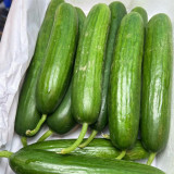 Flavor Supreme Fruit Cucumber Seeds - Spineless, High Yield, Early Maturing, Strong Disease Resistance
