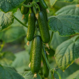 Flavor Supreme Fruit Cucumber Seeds - Spineless, High Yield, Early Maturing, Strong Disease Resistance