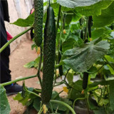 ‘Green Dragon F1 · 188’ Cucumber Seeds - High Yield Hybrid for Greenhouse & Open Field