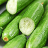 Flavor Supreme Fruit Cucumber Seeds - Spineless, High Yield, Early Maturing, Strong Disease Resistance