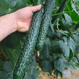 ‘Green Dragon F1 · 188’ Cucumber Seeds - High Yield Hybrid for Greenhouse & Open Field