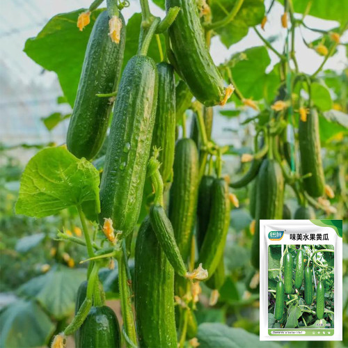 Flavor Supreme Fruit Cucumber Seeds - Spineless, High Yield, Early Maturing, Strong Disease Resistance