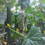 ‘Green Dragon F1 · 188’ Cucumber Seeds - High Yield Hybrid for Greenhouse & Open Field
