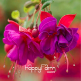 Fuchsia Seeds Potted Flower Hanging Fuchsia Flowers (Color: 16)
