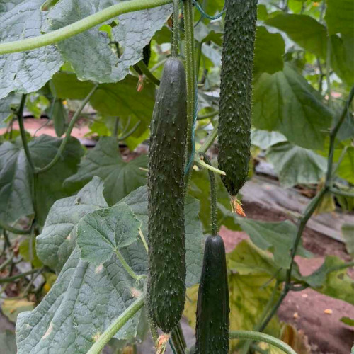 ‘Green Dragon F1 · 188’ Cucumber Seeds - High Yield Hybrid for Greenhouse & Open Field