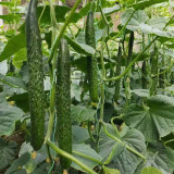 ‘Green Dragon F1 · 188’ Cucumber Seeds - High Yield Hybrid for Greenhouse & Open Field
