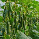 Flavor Supreme Fruit Cucumber Seeds - Spineless, High Yield, Early Maturing, Strong Disease Resistance