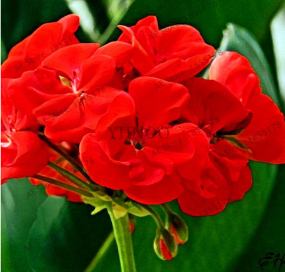 Red Geranium Flower Seeds for Home Garden (Color: 1)