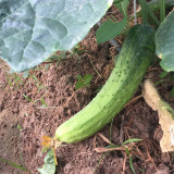 'Superior' Classic Fruit Cucumber - Vigorous Growth, Early Maturing, High Yield, for Greenhouse & Open Field