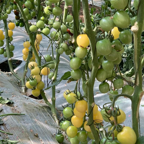 Cream White Cherry Tomato F1 Seeds - High-Yield Buttery Yellow Pear Shape, Excellent Shelf Life