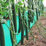'Holland 35' Cold-Tolerant Cucumber Seeds - High-Yield Greenhouse Variety for Winter & Early Spring Planting