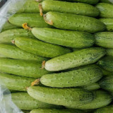 'Superior' Classic Fruit Cucumber - Vigorous Growth, Early Maturing, High Yield, for Greenhouse & Open Field