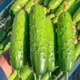 'Supreme' Long Drought Cucumber Seeds - Early Maturing, High Yield, Disease Resistant Variety for Fresh Market Sales