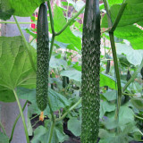'Holland 35' Cold-Tolerant Cucumber Seeds - High-Yield Greenhouse Variety for Winter & Early Spring Planting