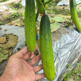 'Supreme' Long Drought Cucumber Seeds - Early Maturing, High Yield, Disease Resistant Variety for Fresh Market Sales