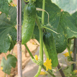 'Superior' Classic Fruit Cucumber - Vigorous Growth, Early Maturing, High Yield, for Greenhouse & Open Field