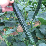 'Holland 35' Cold-Tolerant Cucumber Seeds - High-Yield Greenhouse Variety for Winter & Early Spring Planting