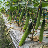 'Supreme' Long Drought Cucumber Seeds - Early Maturing, High Yield, Disease Resistant Variety for Fresh Market Sales