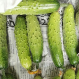 'Supreme' Long Drought Cucumber Seeds - Early Maturing, High Yield, Disease Resistant Variety for Fresh Market Sales
