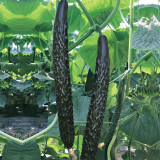 'Holland 35' Cold-Tolerant Cucumber Seeds - High-Yield Greenhouse Variety for Winter & Early Spring Planting