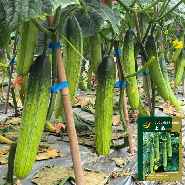 'Supreme' Long Drought Cucumber Seeds - Early Maturing, High Yield, Disease Resistant Variety for Fresh Market Sales