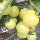 Cream White Cherry Tomato F1 Seeds - High-Yield Buttery Yellow Pear Shape, Excellent Shelf Life