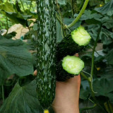 'Holland 35' Cold-Tolerant Cucumber Seeds - High-Yield Greenhouse Variety for Winter & Early Spring Planting