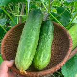 'Superior' Classic Fruit Cucumber - Vigorous Growth, Early Maturing, High Yield, for Greenhouse & Open Field