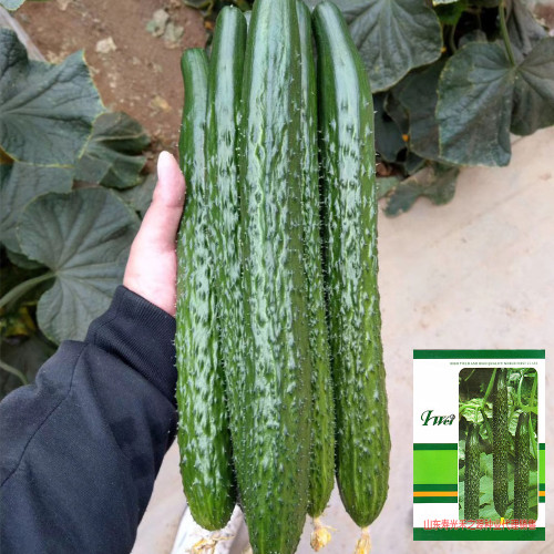 'Holland 35' Cold-Tolerant Cucumber Seeds - High-Yield Greenhouse Variety for Winter & Early Spring Planting