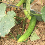 'Superior' Classic Fruit Cucumber - Vigorous Growth, Early Maturing, High Yield, for Greenhouse & Open Field