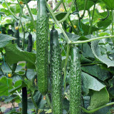'Holland 35' Cold-Tolerant Cucumber Seeds - High-Yield Greenhouse Variety for Winter & Early Spring Planting