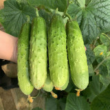 'Supreme' Long Drought Cucumber Seeds - Early Maturing, High Yield, Disease Resistant Variety for Fresh Market Sales