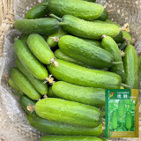 'Superior' Classic Fruit Cucumber - Vigorous Growth, Early Maturing, High Yield, for Greenhouse & Open Field