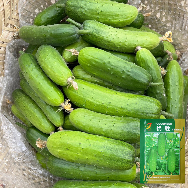 'Superior' Classic Fruit Cucumber - Vigorous Growth, Early Maturing, High Yield, for Greenhouse & Open Field