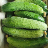 'Supreme' Long Drought Cucumber Seeds - Early Maturing, High Yield, Disease Resistant Variety for Fresh Market Sales