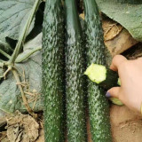 Fuyang Spiny Cucumber Seeds - Crisp Tender Flesh, High Yield, Disease Resistant, for Greenhouse & Garden