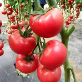 Alas No.9 Tomato Seeds - Hybrid Pink, Cold Tolerant, Large 300g Fruit