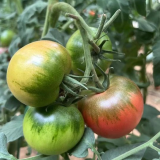 'Strawberry' Tomato Seeds - Mid-Early Maturing, Firm Pink Fruits, Excellent Eating Quality