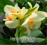 Small Canna Lily Seed, Garden Plant, Flower Plants - (Color: 2)
