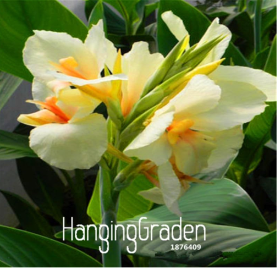 Small Canna Lily Seed, Garden Plant, Flower Plants - (Color: 2)