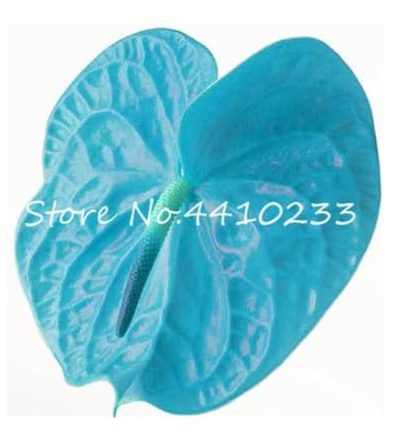 Anthurium Andraeanu Seeds Balcony Potted Plant Perennial Indoor Evergreen (Color: g)