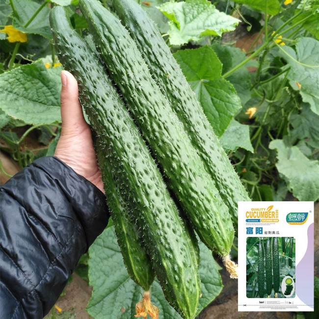Fuyang Spiny Cucumber Seeds - Crisp Tender Flesh, High Yield, Disease Resistant, for Greenhouse & Garden
