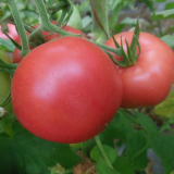 Kuwait No.4 Tomato Seeds - Hybrid Pink, Heat & Virus Resistant, High Yield