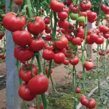 Alas No.9 Tomato Seeds - Hybrid Pink, Cold Tolerant, Large 300g Fruit